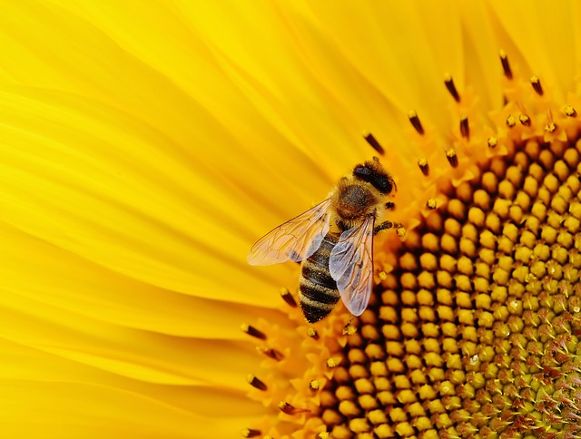 slunečnice a včela