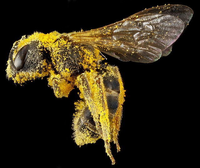 pyl na včele